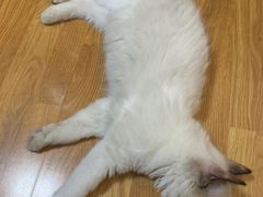 -lincat·猫舍(广州店)