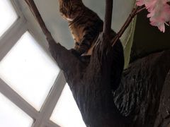 -猫猫幼稚园·撸猫·桌游·电玩