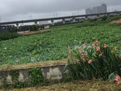 -光明小镇欢乐田园