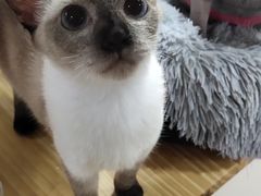 -李小姐の猫咖啡馆(五角场店)