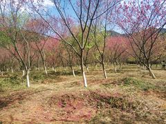 -福清灵石山国家森林公园