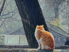 -大觉寺-停车场