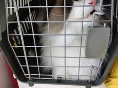 -纳吉亚猫专科动物诊疗中心(蒋宅口分院)