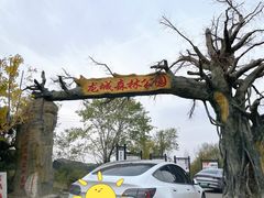 -五龙城郊森林公园