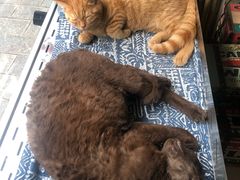 -喵屿·大理花园猫咖