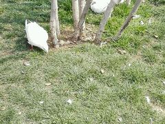 android_upload_pic-紫荆山公园