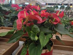 -荷兰花海