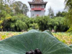 -四川大学(华西校区)