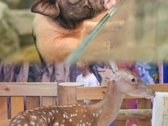 -正佳雨林生态植物园
