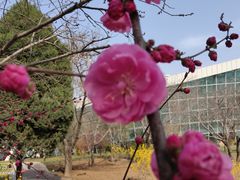 -石家庄市植物园