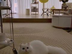 -Bastet sally猫舍购宠(静安店)