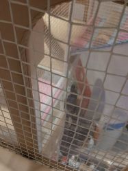 -超级奈尔宝SUPER NEOBIO(杭州星光店)