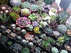 -万商花鸟市场