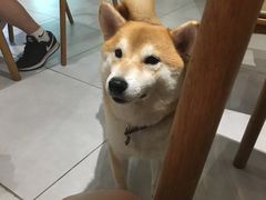 -柴务处·柴犬主题狗咖