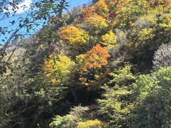 -卧龙自然保护区