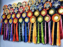 -青奢宠物·青奢猫舍