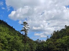 -武陵山森林公园