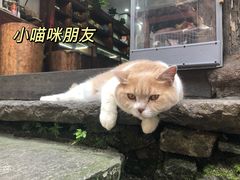 -紫阳古街