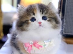 -欣宠猫屋·矮脚拿破仑·蓝金金渐层