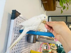 -吉丁鸟咖·异宠·寄养
