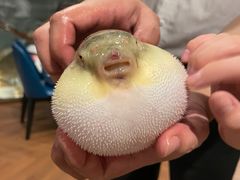 -肆月河豚·新淮扬(金融街店)