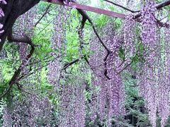 -嘉定紫藤园