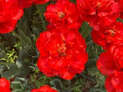 -洛阳郁金香牡丹园