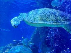 -太平洋海底世界