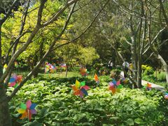 -南宫五洲植物乐园