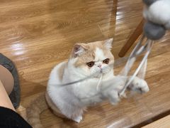 -滚猫咖啡·猫咖·猫友好撸猫(未来城店)