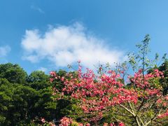 -云溪植物园
