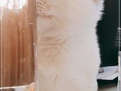 -山宅一喵德文卷毛猫舍