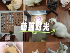 -楼上猫咖(罗湖店)