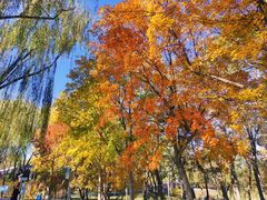 -大兴滨河森林公园