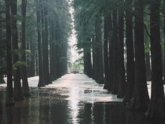 -渌洋湖湿地公园