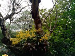 -广州兰圃