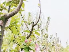 -海棠花溪(元大都城垣遗址公园)