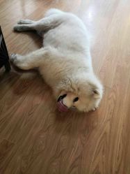 -英刺青 纹身 洗纹身