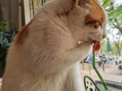 -平行世界·猫咖(首经贸店)