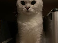 -Heymao猫咖.咖啡厅(东门店)