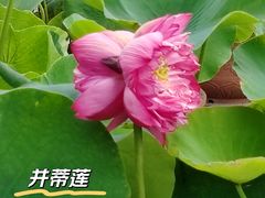 -莲花池公园