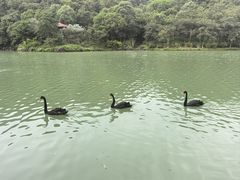 -广州白江湖森林公园