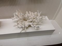 -青岛贝壳博物馆