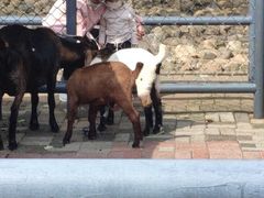 -长白岛森林公园