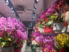 -溪岸路花鸟市场