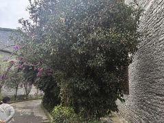 -高荡千年布依古寨旅游景区