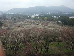 -香雪海