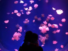 -芜湖新华联大白鲸海洋公园