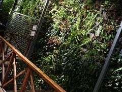-Rainforest