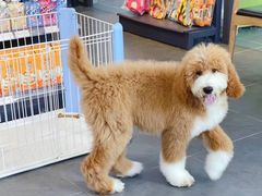 -萌兽医馆·眼科·异宠专科(三里屯店)